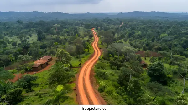 A dirt road winds through a lush green forest