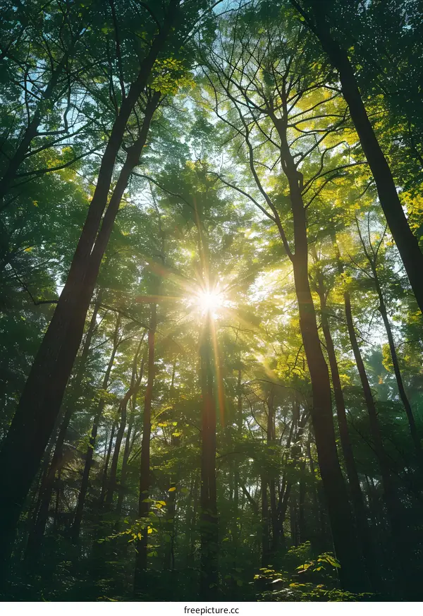 Sunlight Shining Through The Forest Canopy