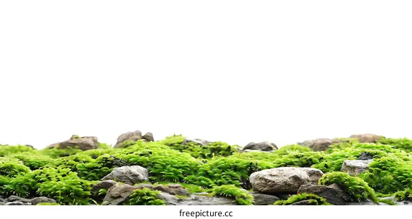 Green Moss on Rocks with White Background