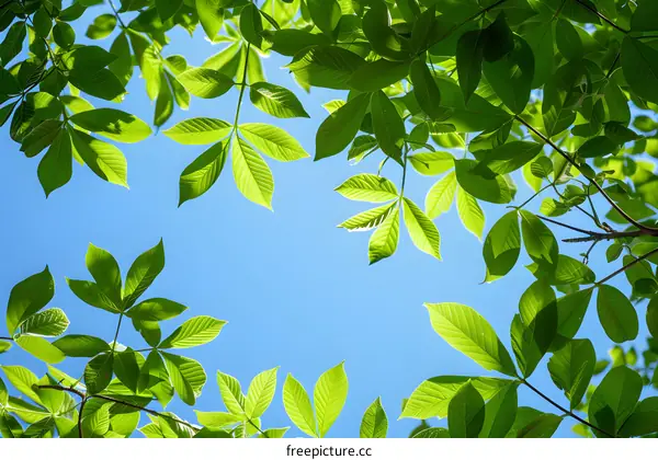Green leaves of a tree against the blue sky