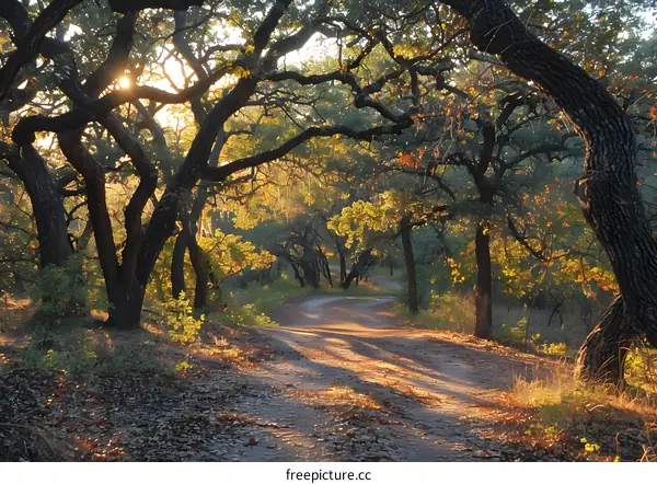 Country road through the woods
