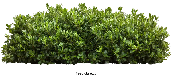[Transparent Background PNG]Dense Green Bush Border Image