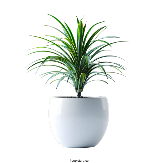 [Transparent Background PNG]A green plant in a white pot on a white background