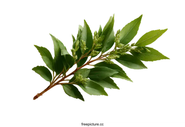 [Transparent Background PNG]Fresh Green Branch with Leaves