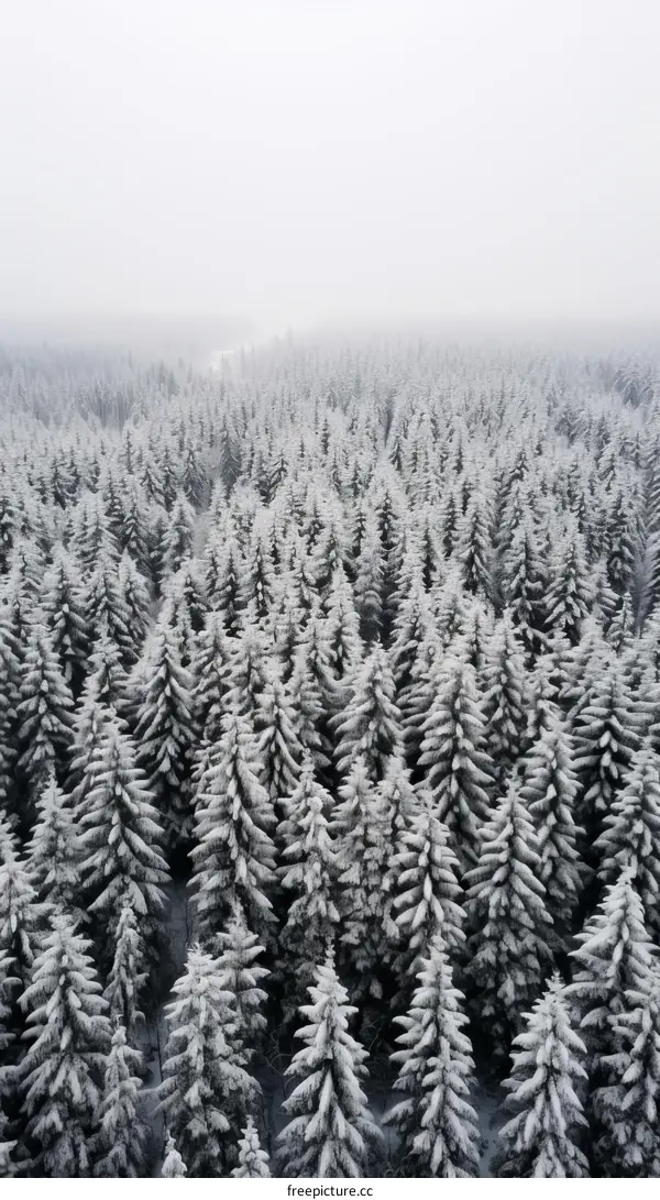 Winter forest from above
