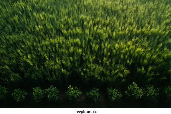 Aerial View of a Green Wheat Field
