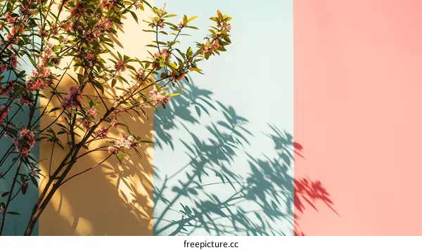 Pink Flowers and Shadow on Colorful Wall