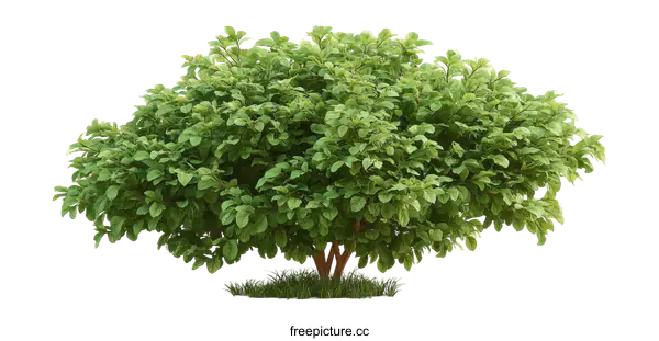 [Transparent Background PNG]A lush green leafy bush with dense foliage in full growth