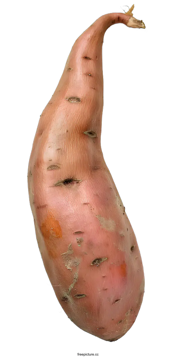 [Transparent Background PNG]Close Up of Sweet Potato on White Background