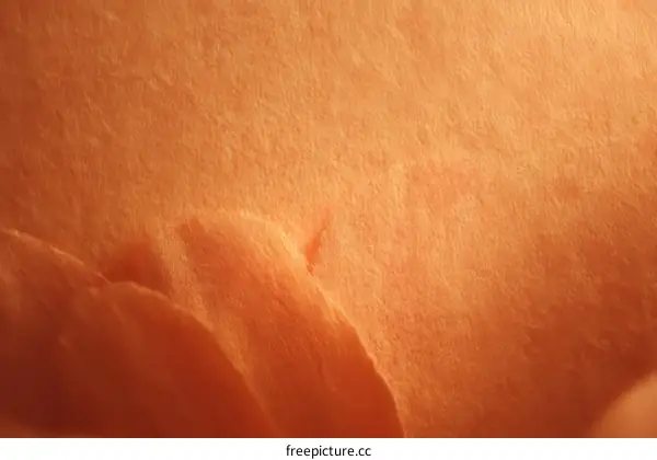 Close Up Texture of Orange Petal