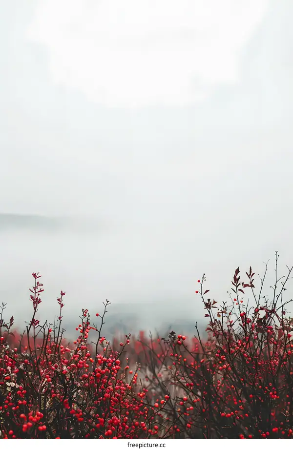 Red Berries in Foggy Landscape