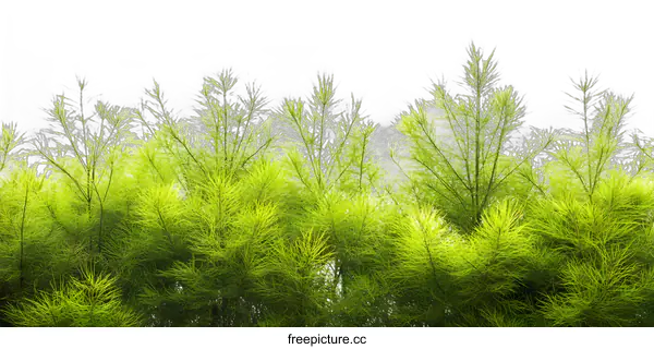 [Transparent Background PNG]Green Pine Branches Against White Background