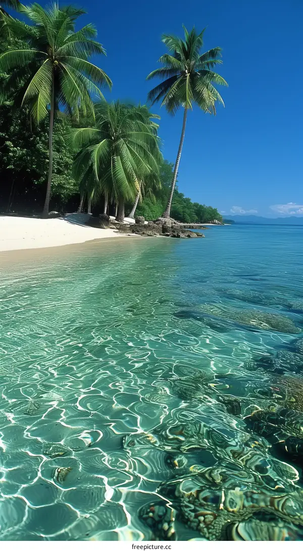 Beach with palm trees, white sand and crystal clear water