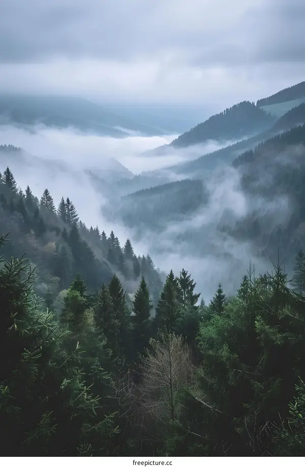 Foggy Mountain Landscape With Green Trees