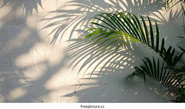 Sunlight shining through palm leaves creating shadows on a white wall