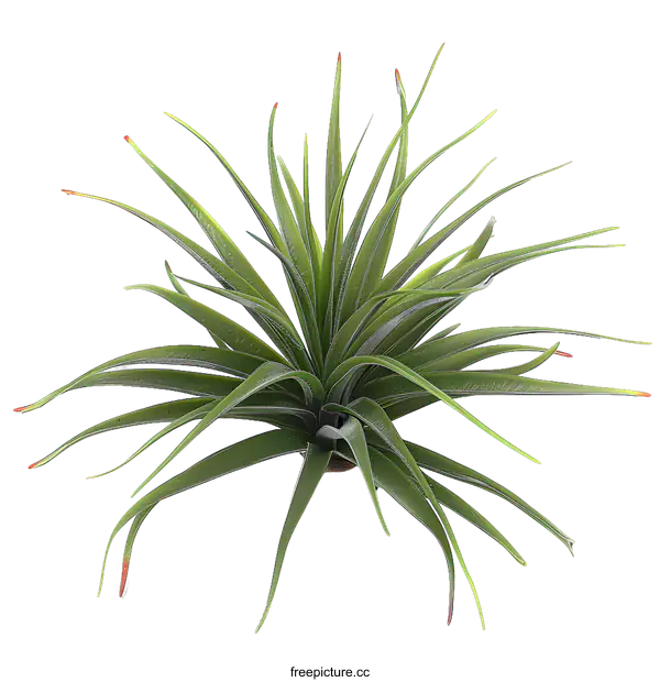 [Transparent Background PNG]Green Air Plant Isolated On White Background