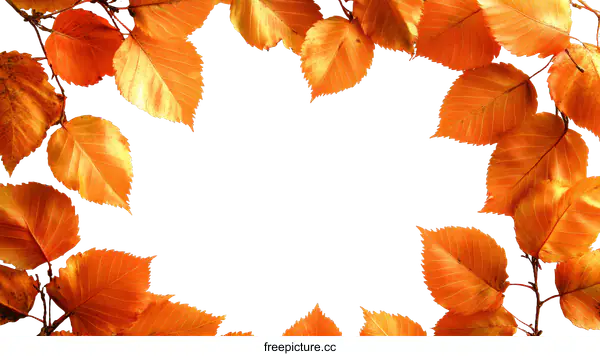 [Transparent Background PNG]Autumn Leaves Frame Background