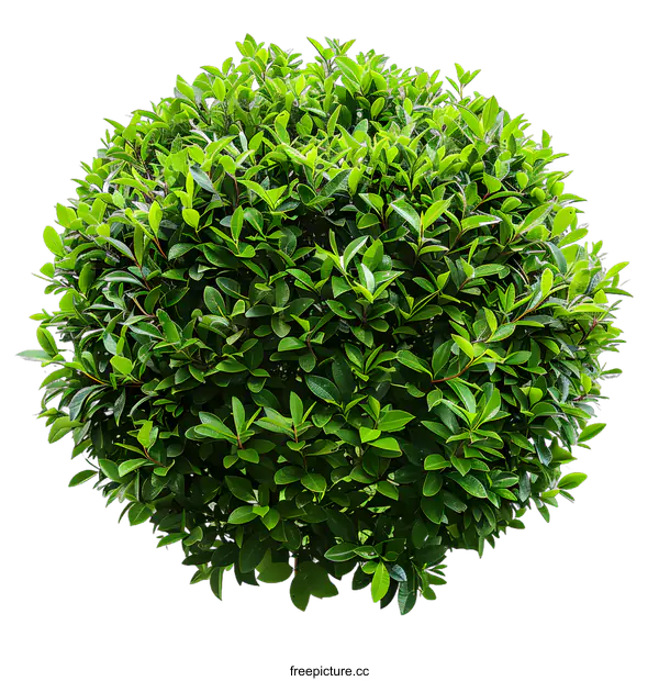 [Transparent Background PNG]Green Bush with Lush Foliage Isolated on White Background