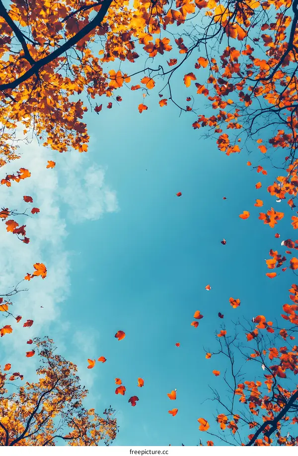 Autumn Leaves Falling From The Tree Branches