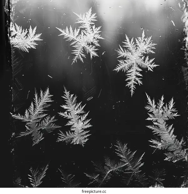 Black and white photo of frost on a window