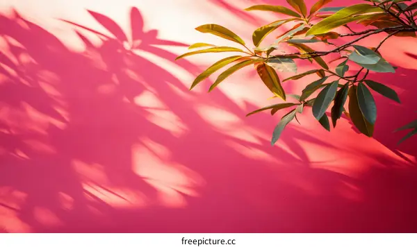 Pink Wall Shadow Play with Tropical Leaves