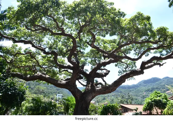 Large Tree Branches With Green Leaves In The Background