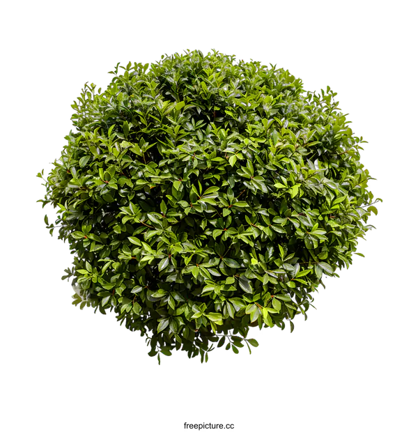 [Transparent Background PNG]Green Bush Isolated On White Background