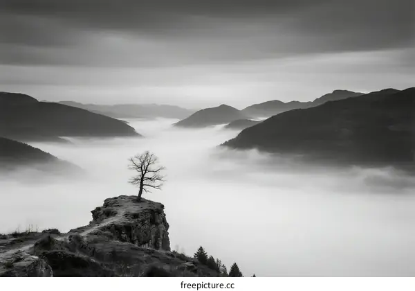 Lone Tree Standing on Rocky Cliff Overlooking Misty Valley