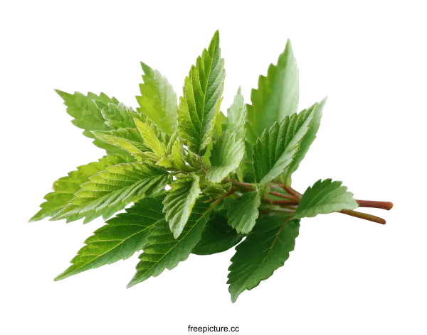 [Transparent Background PNG]Fresh Green Leaves Close-up Photography