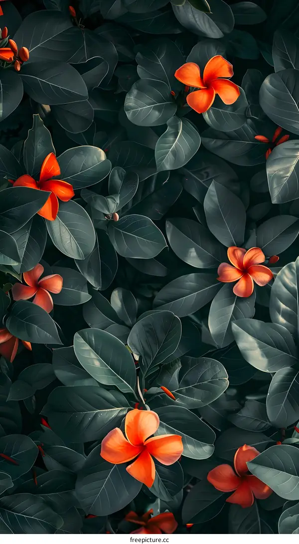 Red Flowers Green Leaves Tropical Plant