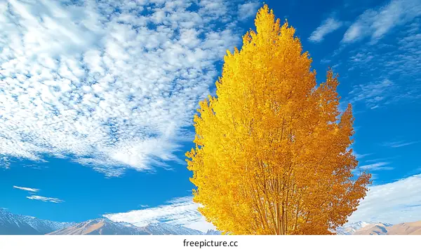 Autumn Tree Under Blue Sky and White Clouds