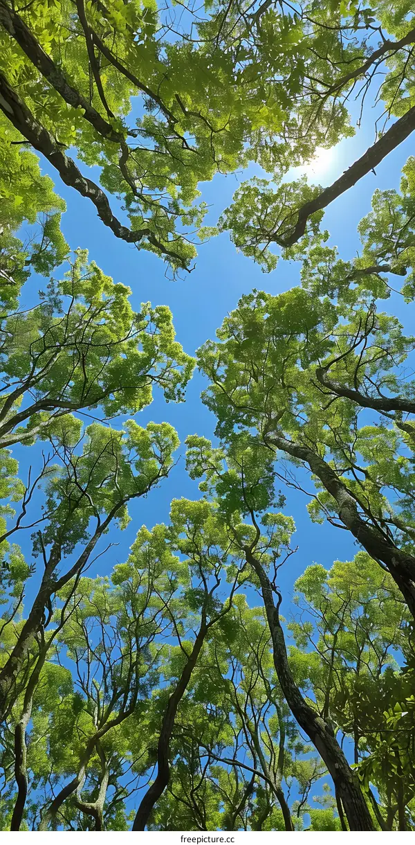 Looking Up at the Trees and the Sky