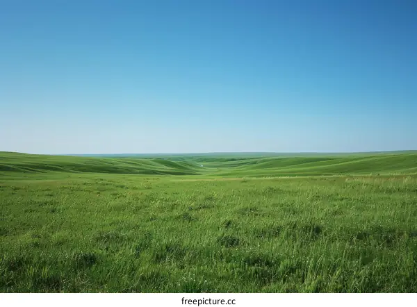 Vast Grasslands: A World of Green
