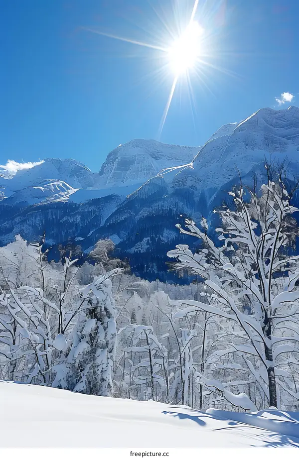 Snow-covered trees and mountains in the distance