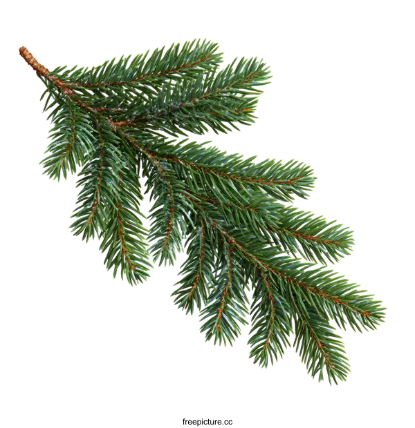 [Transparent Background PNG]Closeup of a Christmas Fir Branch