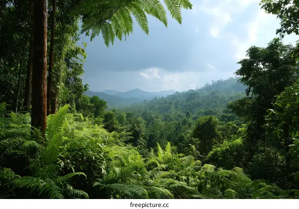 Panoramic View of Lush Rainforest Mountains
