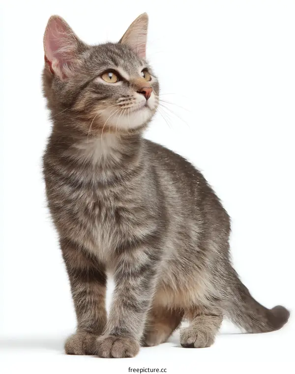 Adorable Gray Kitten Looking Up