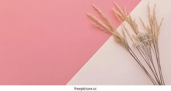 Minimalist Dried Flowers on Pink and Beige Background