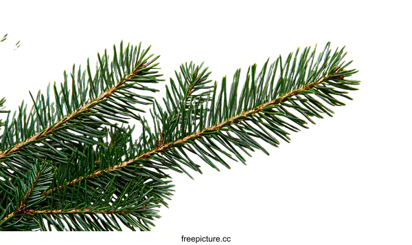 [Transparent Background PNG]Closeup of Christmas Fir Branch on White Background