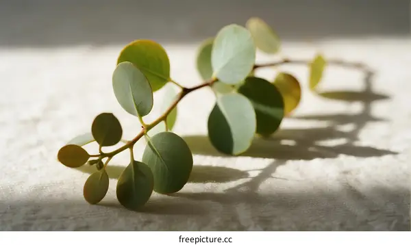 Eucalyptus Branch with Round Green Leaves in Natural Light