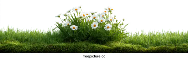 [Transparent Background PNG]Beautiful Grass and Flowers Border Design