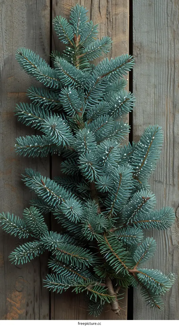 Blue Spruce Sprigs Against a Wooden Background