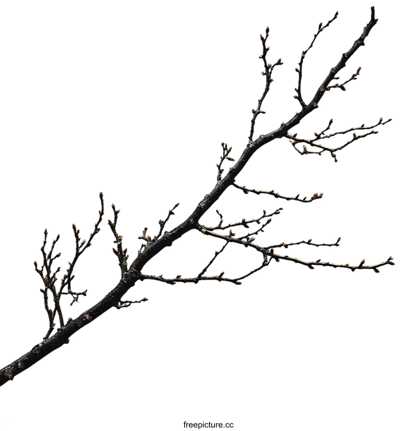 [Transparent Background PNG]Bare Winter Branch with Buds