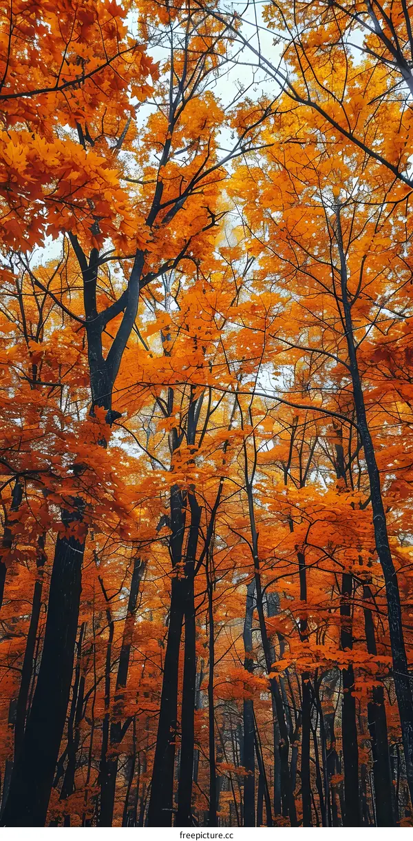 Orange Forest in Autumn