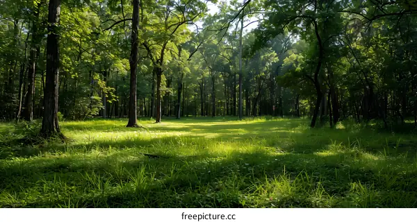 Green Grass and Trees in a Forest Clearing