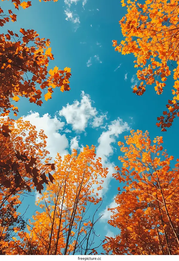 Autumn Leaves Looking Upward at Blue Sky