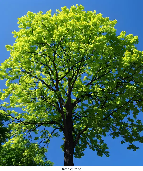 Green leaves of a maple tree against a blue sky