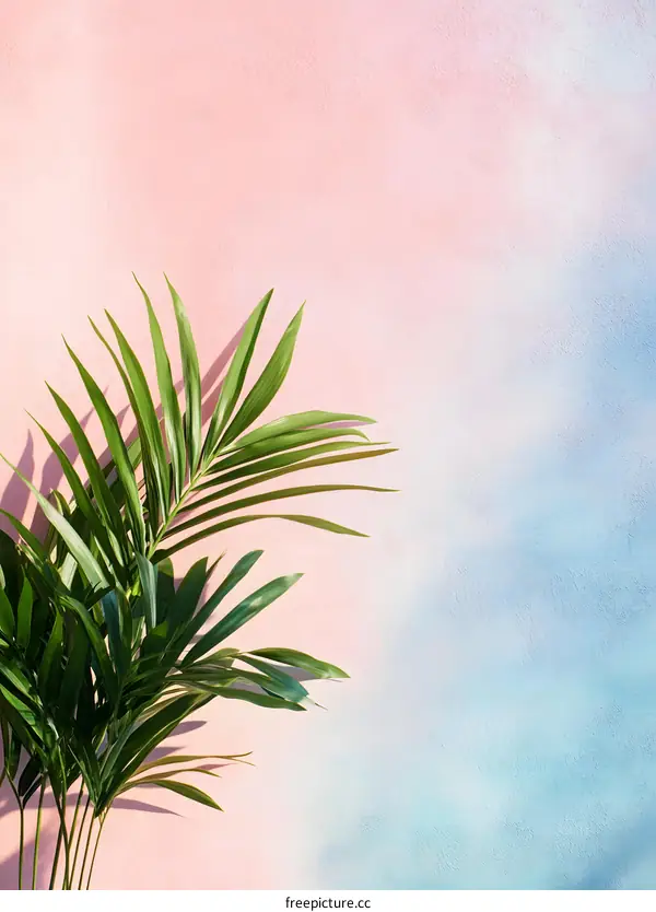 Tropical Palm Leaf on Pink and Blue Wall Background