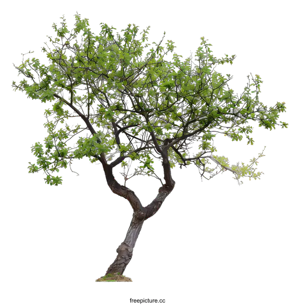 [Transparent Background PNG]Green Tree Isolated On White Background