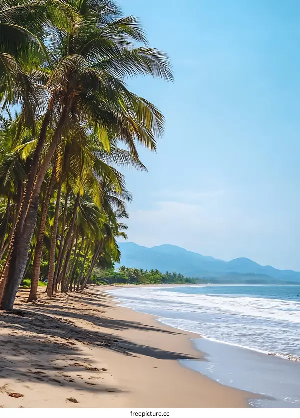 Palm Trees on a Sandy Beach in Tropical Location